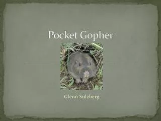 Pocket Gopher