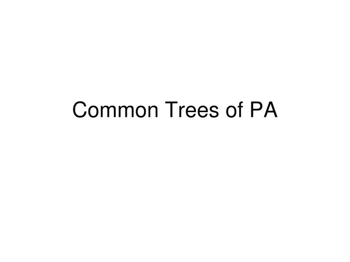 common trees of pa