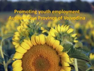 Promoting y outh employment Autonomous Province of Vojvodina