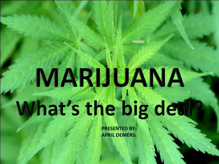 marijuana what s the big deal