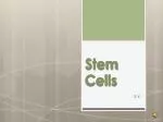 Stem Cells - slide 1
