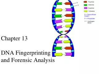 Chapter 13 DNA Fingerprinting and Forensic Analysis