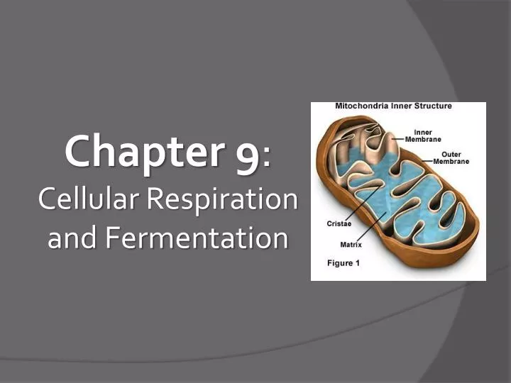 chapter 9 cellular respiration and fermentation
