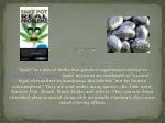 Understanding Spice: Risks, Popularity, and Effects Among Teens - slide 1
