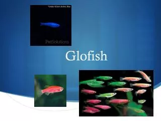 Glofish