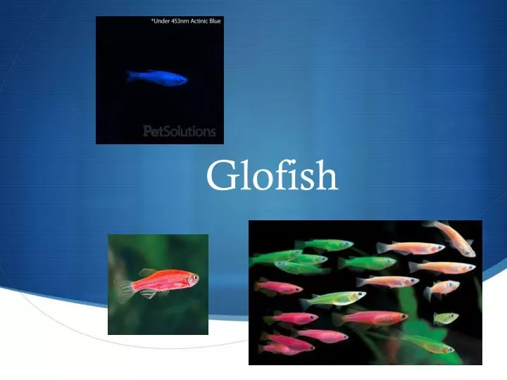glofish