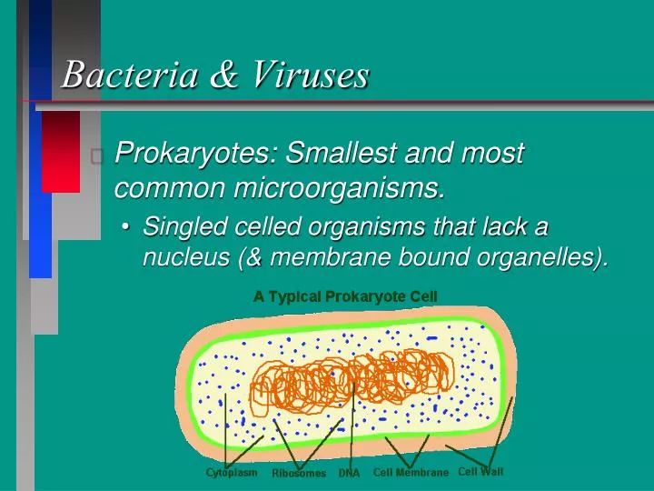 bacteria viruses