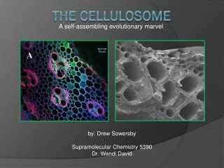 The Cellulosome