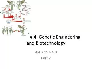 4.4. Genetic Engineering and Biotechnology