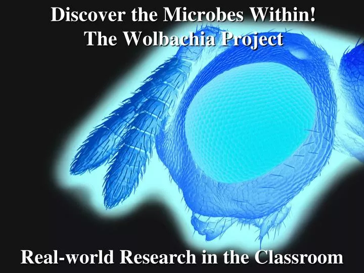 discover the microbes within the wolbachia project