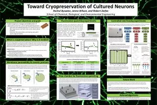 Toward Cryopreservation of Cultured Neurons