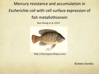 Mercury resistance and accumulation in Escherichia coli with cell surface expression of fish metallothionein