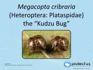Megacopta cribraria (Heteroptera: Plataspidae) the “Kudzu Bug”