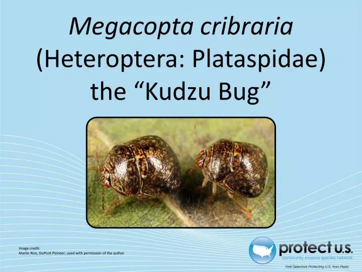 megacopta cribraria heteroptera plataspidae the kudzu bug