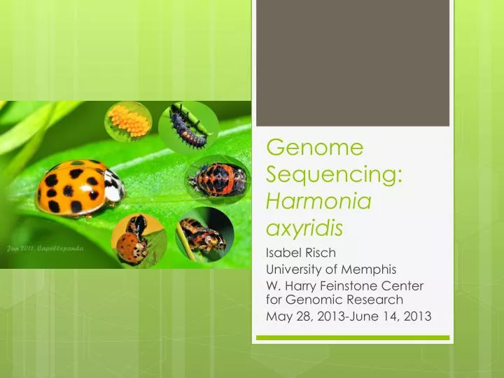 genome sequencing harmonia axyridis