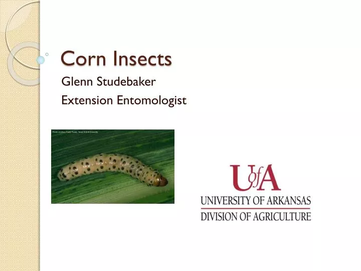 corn insects