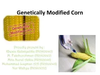 Genetically Modified Corn
