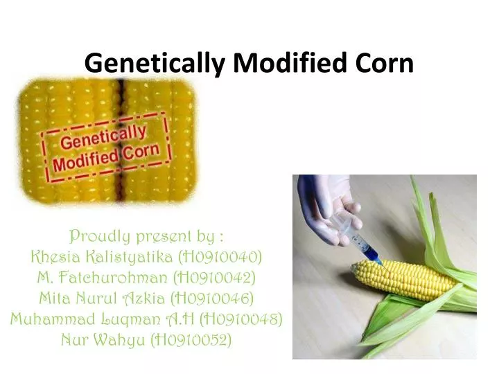 genetically modified corn