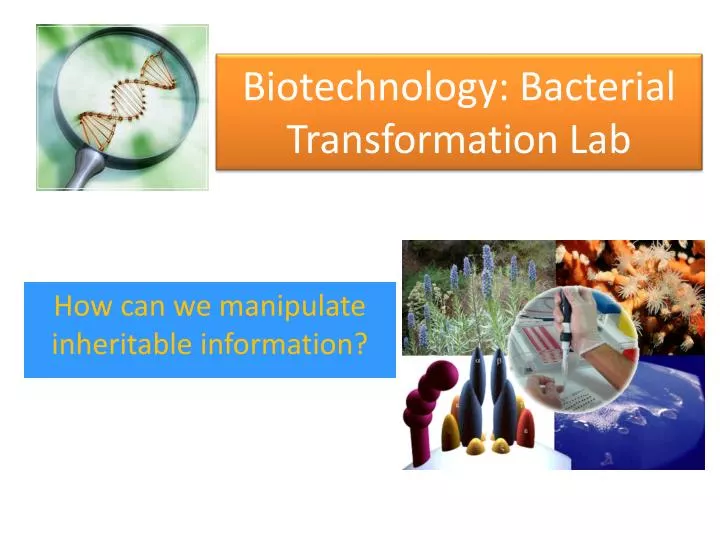 biotechnology bacterial transformation lab