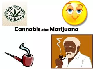 cannabis aka marijuana