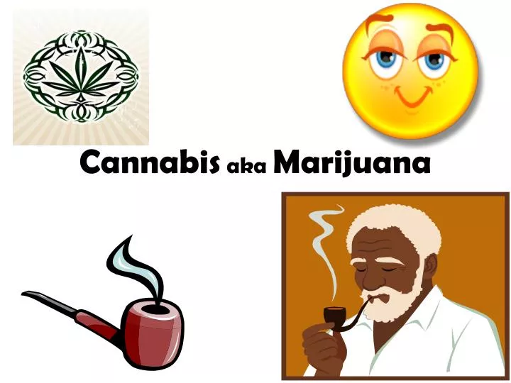 cannabis aka marijuana