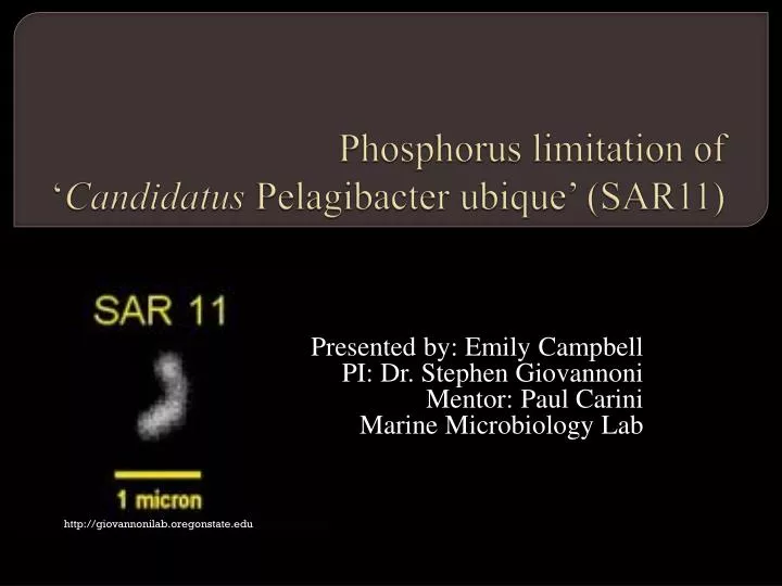 phosphorus limitation of candidatus pelagibacter ubique sar11