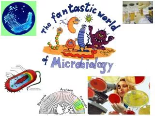 http://www.biotopics.co.uk/microbes/tech1.html