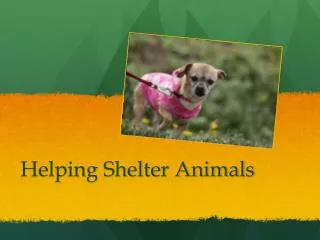 Helping Shelter Animals