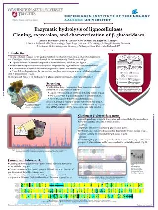 Enzymatic hydrolysis of lignocelluloses Cloning, expression, and characterization of ? - glucosidases