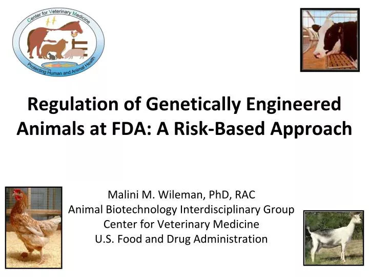 regulation of genetically engineered animals at fda a risk based approach