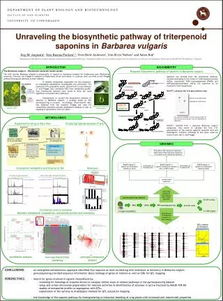 Unraveling the biosynthetic pathway of triterpenoid saponins in Barbarea vulgaris