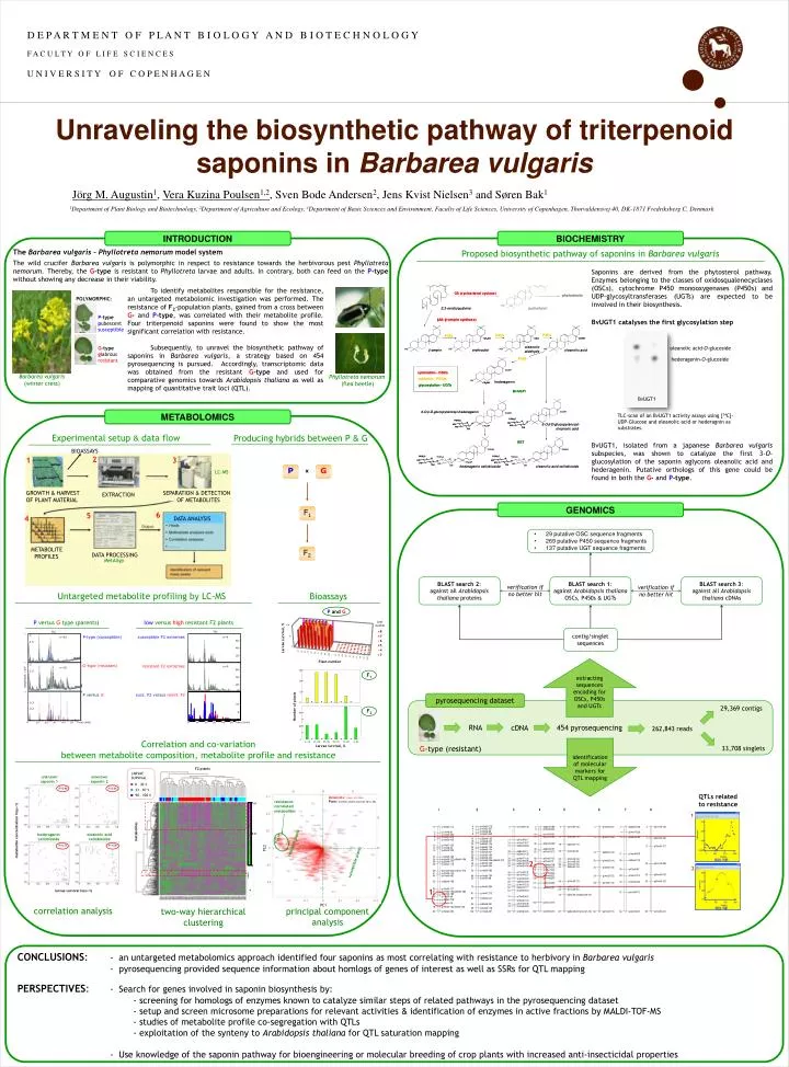 unraveling the biosynthetic pathway of triterpenoid saponins in barbarea vulgaris