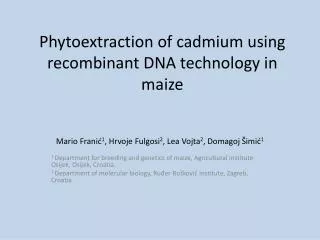 Phytoextraction of cadmium using recombinant DNA technology in maize
