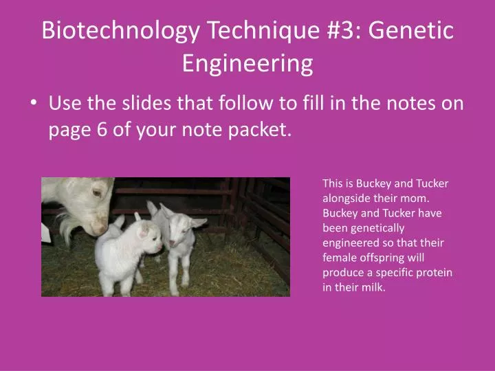 biotechnology technique 3 genetic engineering
