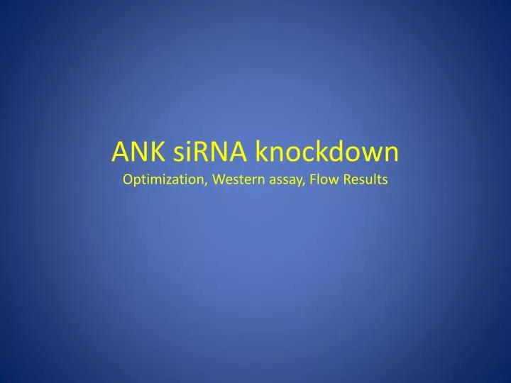 ank sirna knockdown optimization western assay flow results
