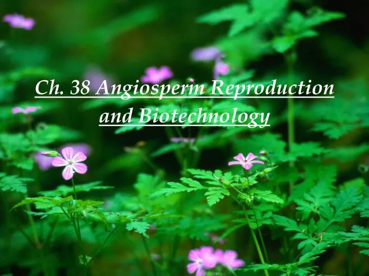 ch 38 angiosperm reproduction and biotechnology