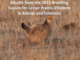 Results from the 2013 Breeding Season for Lesser Prairie-Chickens in Kansas and Colorado