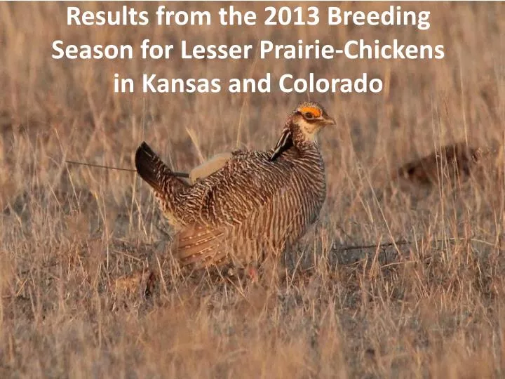 results from the 2013 breeding season for lesser prairie chickens in kansas and colorado