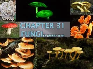 Chapter 31 fungi by johnny elvir