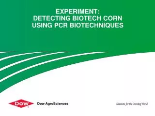 experiment: Detecting Biotech corn USING PCR BIOTECHNIQUES