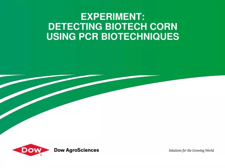 experiment detecting biotech corn using pcr biotechniques