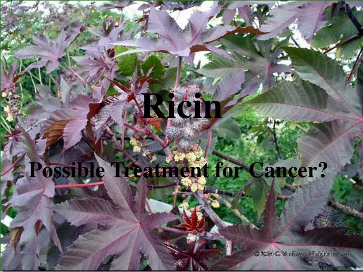 ricin