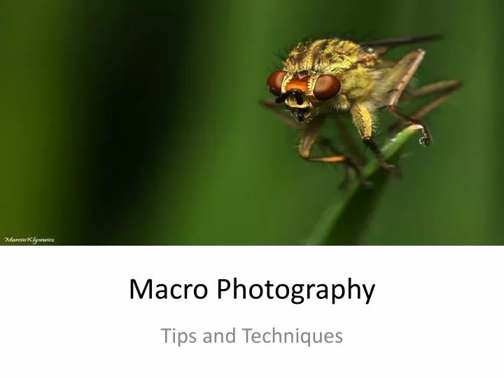 macro photography