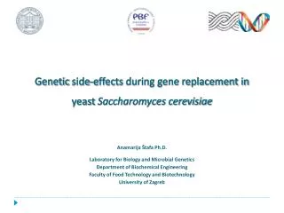 Genetic side - effects during gene replacement in yeast Saccharomyces cerevisiae