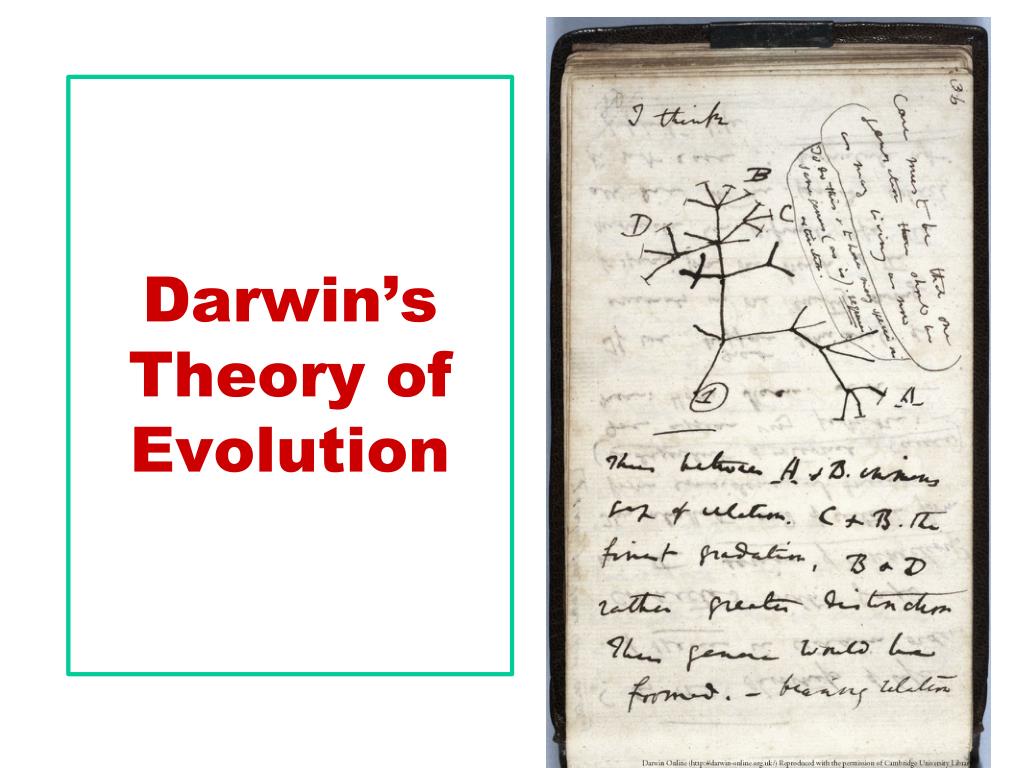 PPT - Darwin’s Theory of Evolution PowerPoint Presentation, free ...