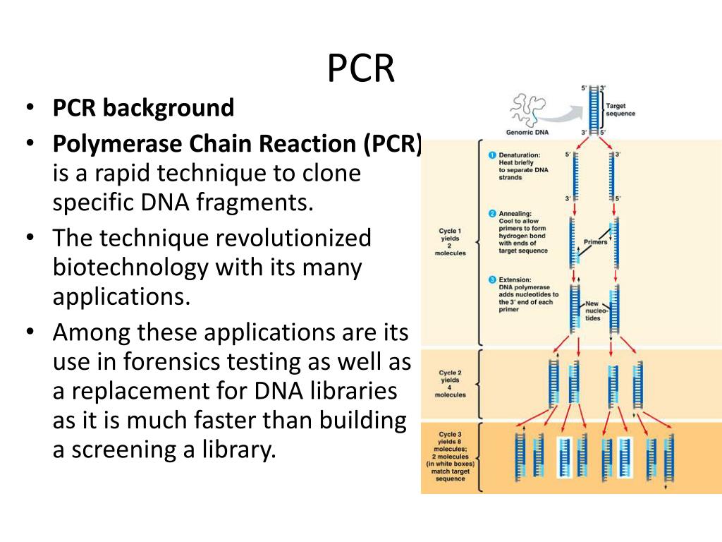 PPT - PCR PowerPoint Presentation, free download - ID:1605638