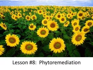Lesson #8: Phytoremediation