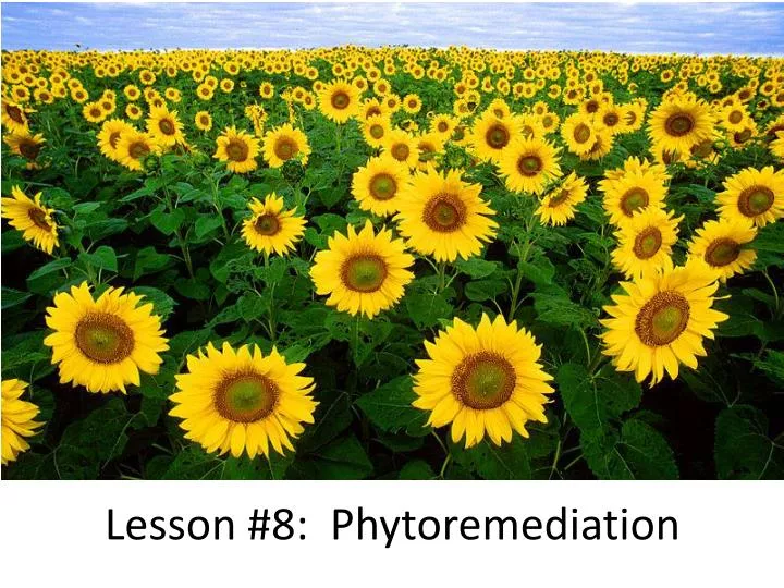 lesson 8 phytoremediation