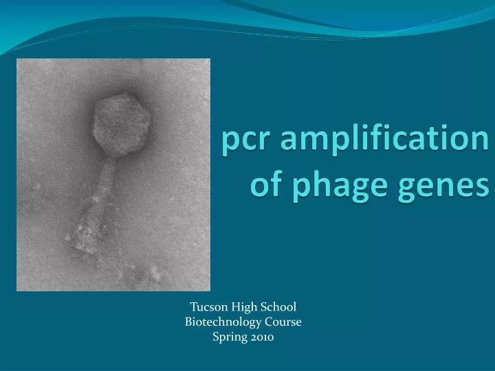 pcr amplification of phage genes