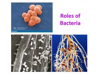 Roles of Bacteria